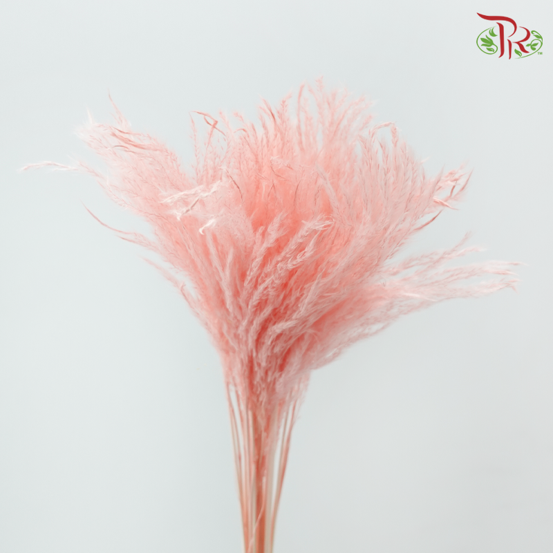 Dry Mini Pampas - Pink ( Per Bunch )