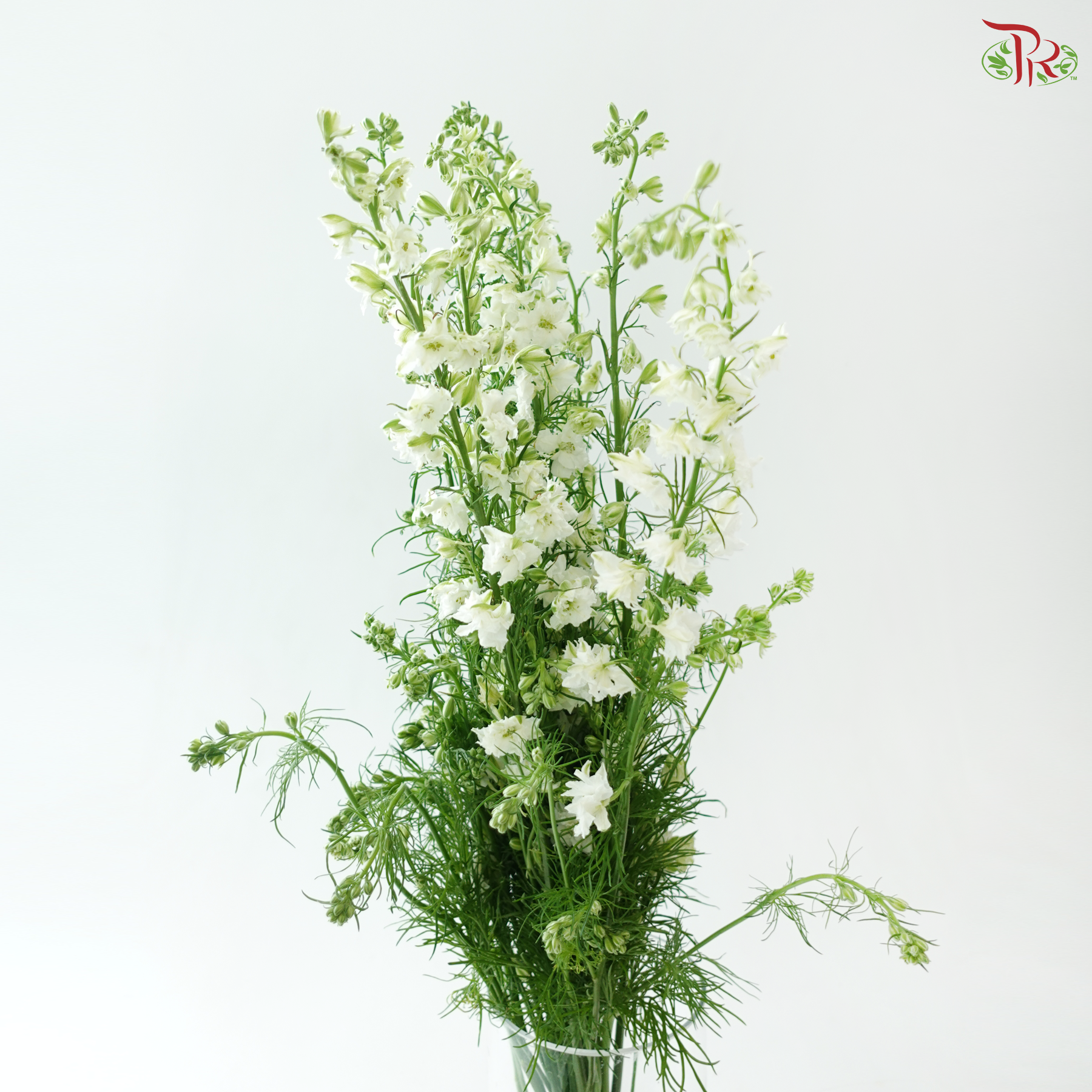 Delphinium Consolida (Larkspur) - White (Per Bunch)