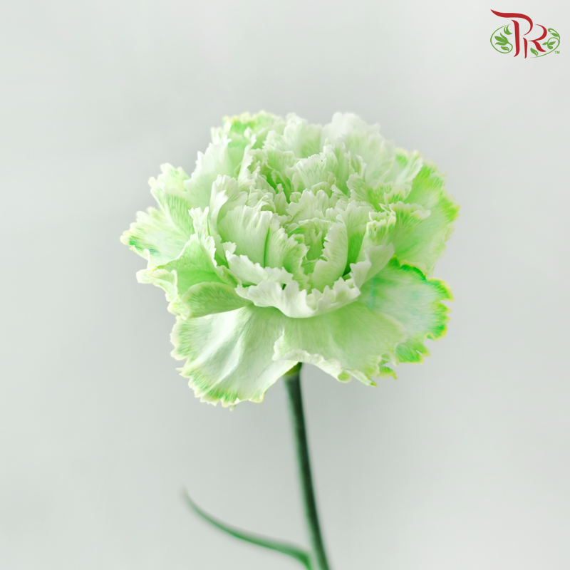 Carnation Dyed - Green (8-10 Stems)