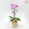 1in1 Orchid Arrangement With Koi Fish Deco & Gold Wrapping Cloth (Random Choose Orchid Color, Design & Deco)