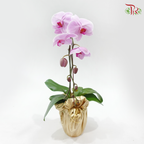 1in1 Orchid Arrangement With Koi Fish Deco & Gold Wrapping Cloth (Random Choose Orchid Color, Design & Deco)