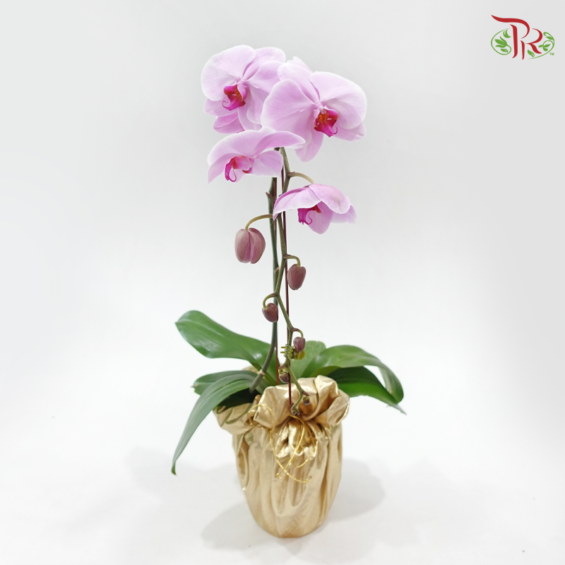 1in1 Orchid Arrangement With Koi Fish Deco & Gold Wrapping Cloth (Random Choose Orchid Color, Design & Deco)
