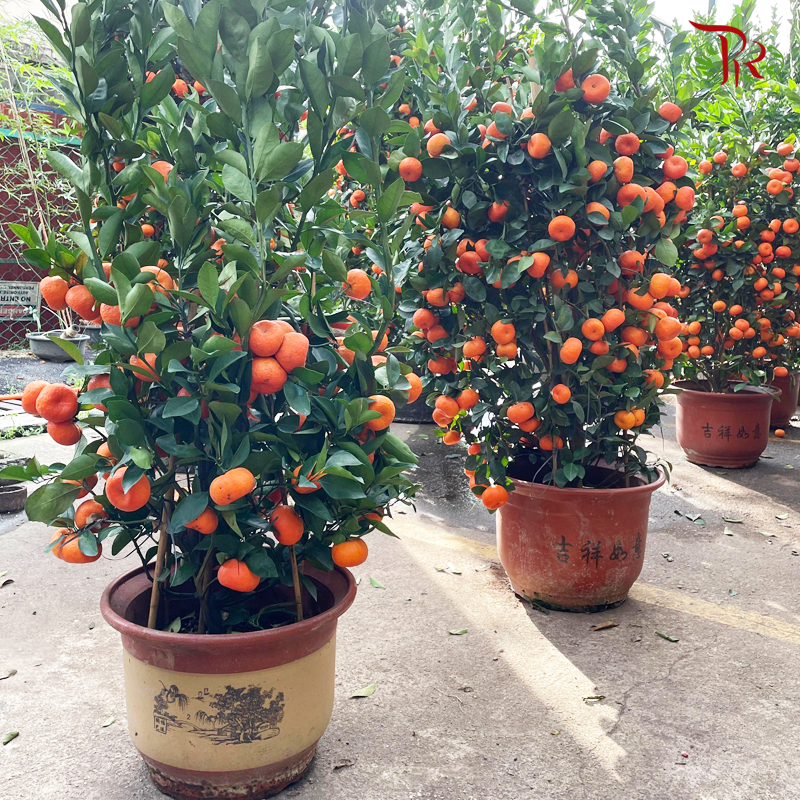 Orange Tree (Zhu Sha) 朱砂桔子树