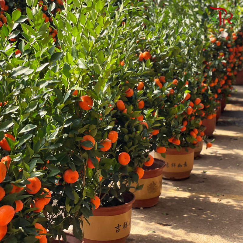 Orange Tree (Zhu Sha) 朱砂桔子树