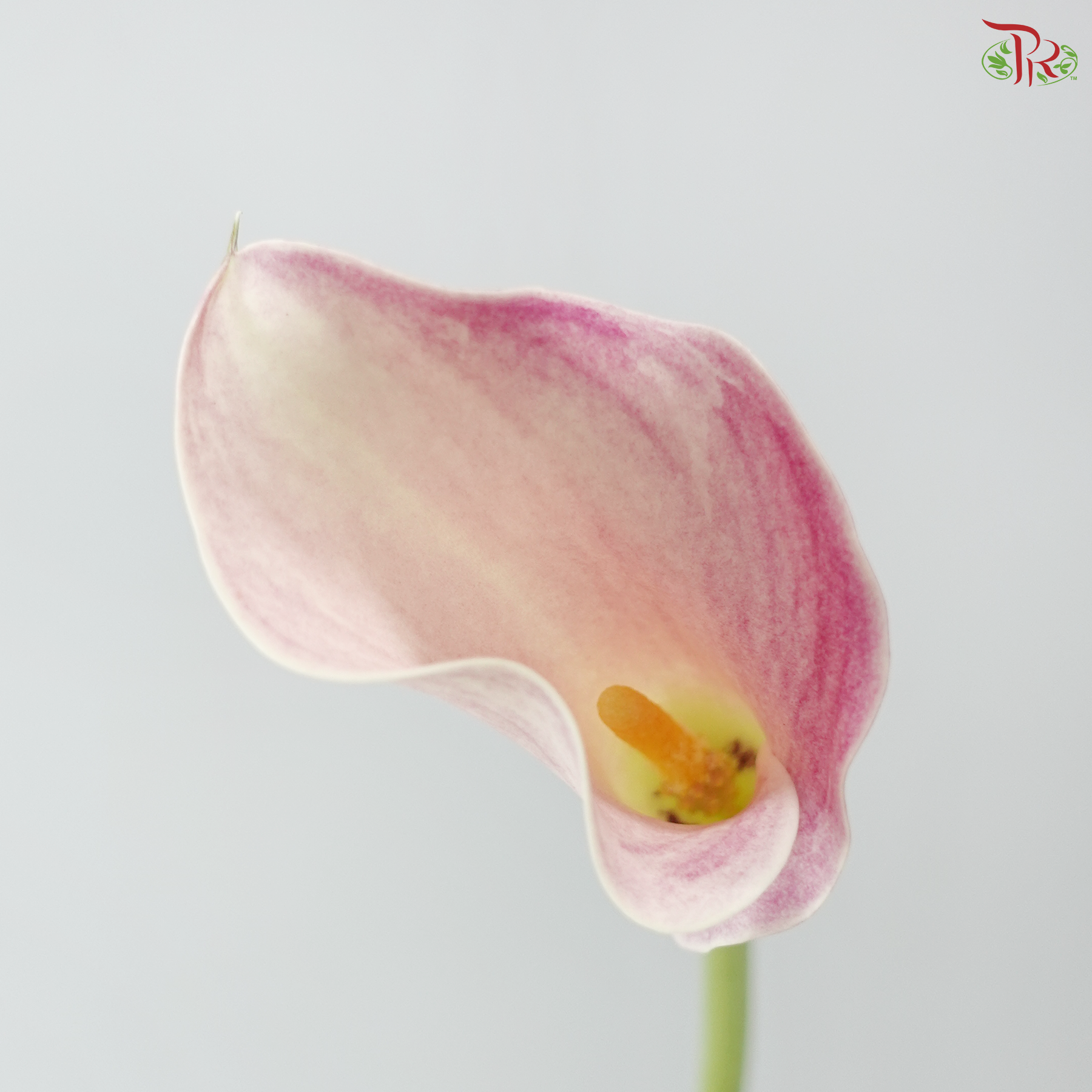 Calla Lily - Blushing Lady (5 Stems) - 50-55cm