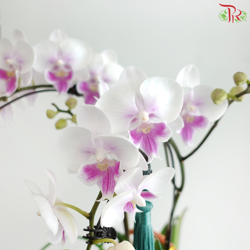 【中秋系列 Mid Autumn Series】Orchid Under the Moon《月下兰香》