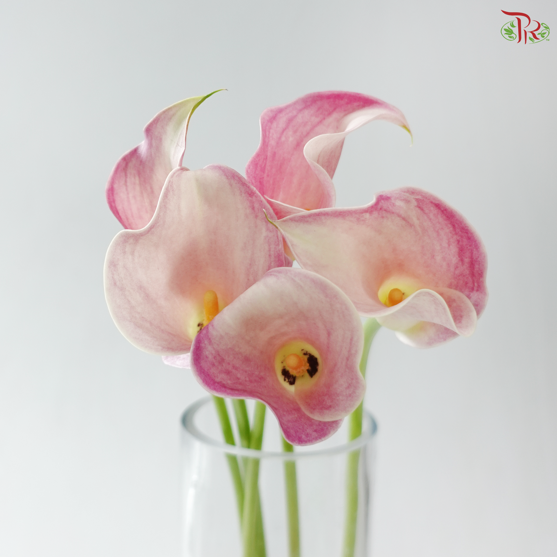 Calla Lily - Blushing Lady (5 Stems) - 50-55cm