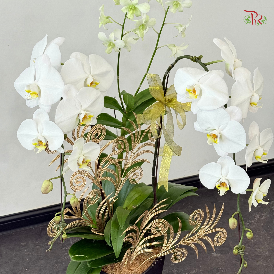 【XMAS 2025】Holiday Bloom 圣诞花语