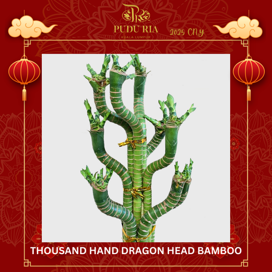 Thousand Hand Dragon Head Bamboo (Per Bunch) 50cm