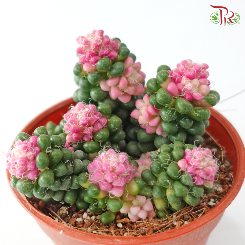 Succulent Colour P105《多肉》