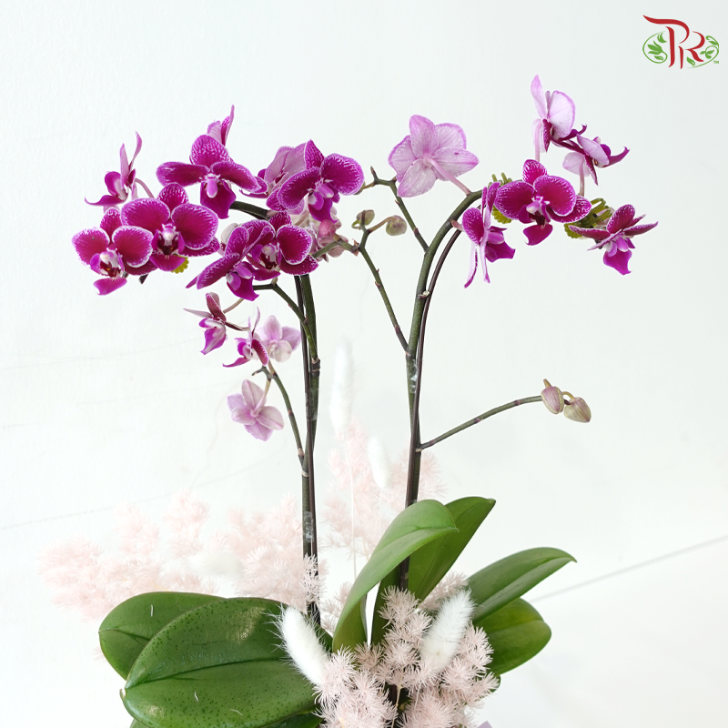 Maison Orchidée Orchids Arrangement (With Pot Color Option)