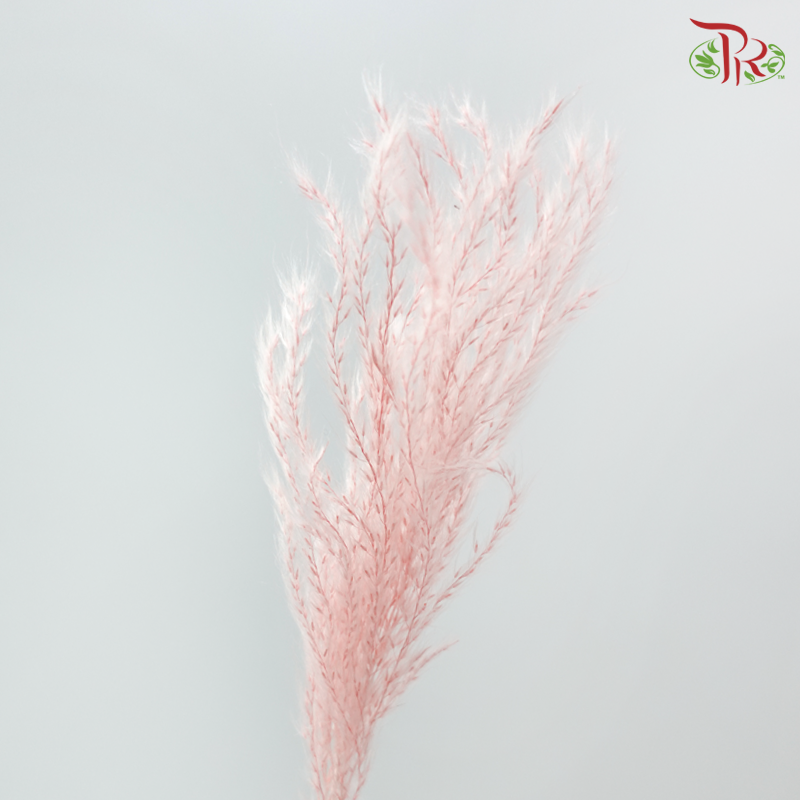Dry Mini Pampas - Pink ( Per Bunch )