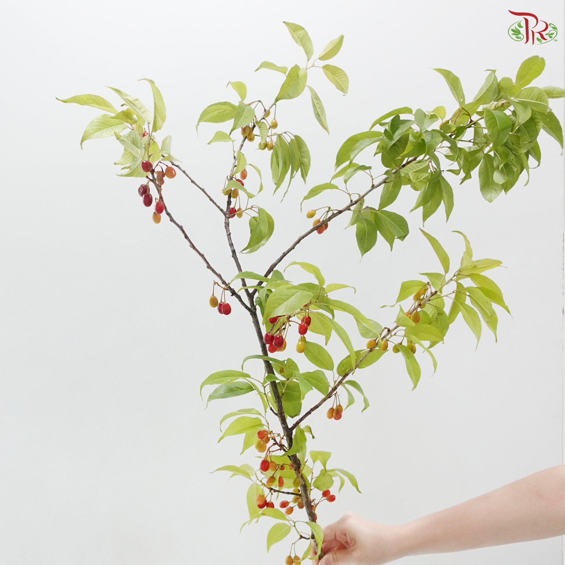 Cherry Fruit (Per Bunch)