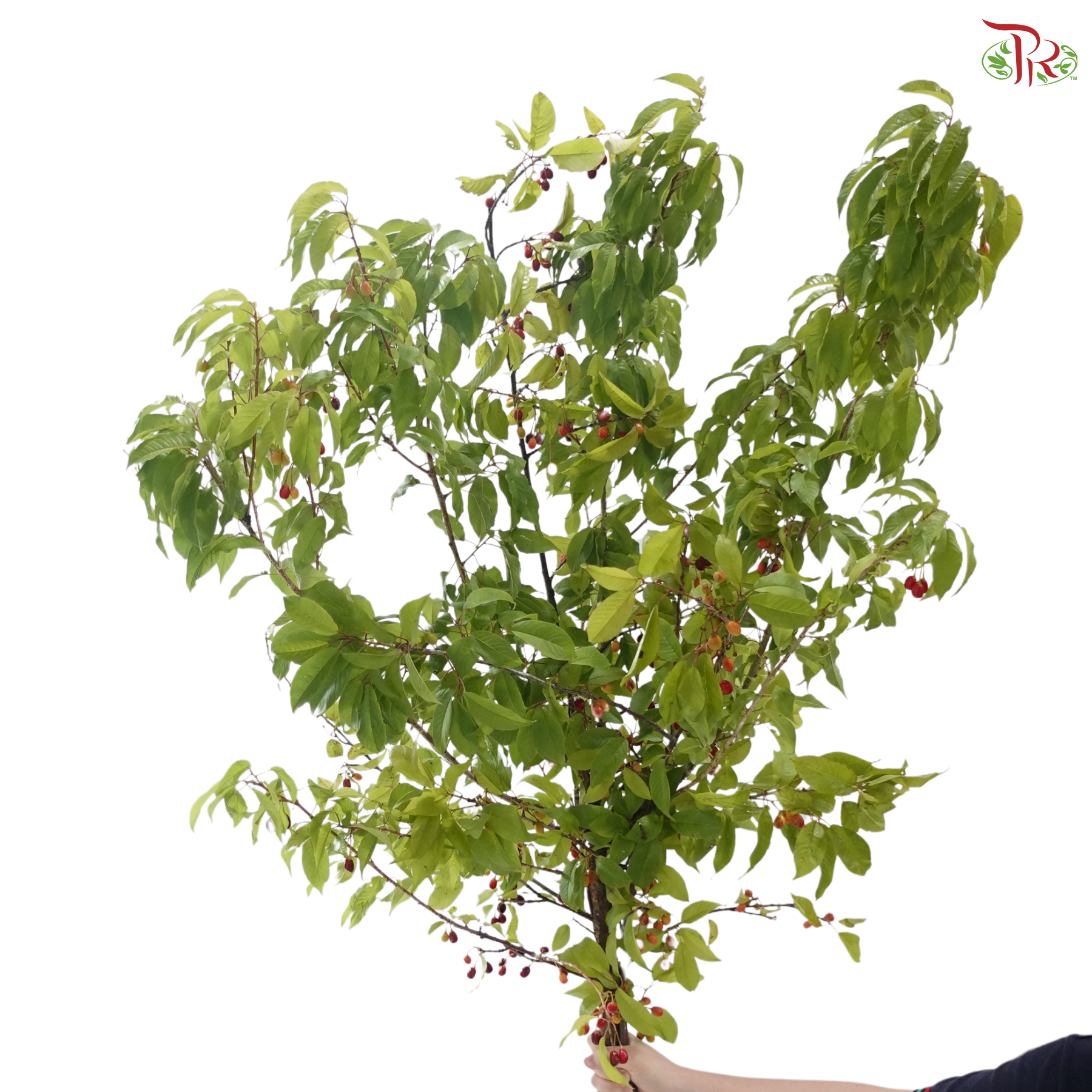 Cherry Fruit (Per Bunch)