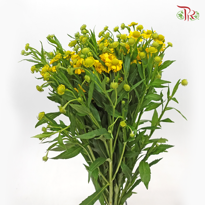 Painted Chrysanthemum - Yellow (Per Bunch) - Pudu Ria Florist
