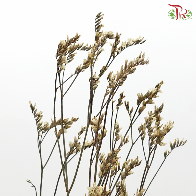 Dry Caspia (Per Bunch) - Pudu Ria Florist