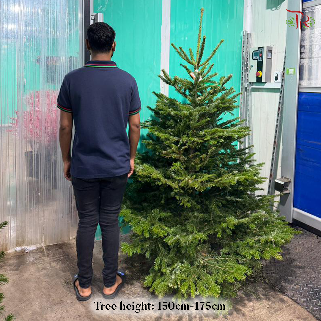 Fresh Christmas Tree (READY STOCK)