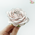 Soap Premium Rose Flower - Pink With Black Liner ( 15 blooms )