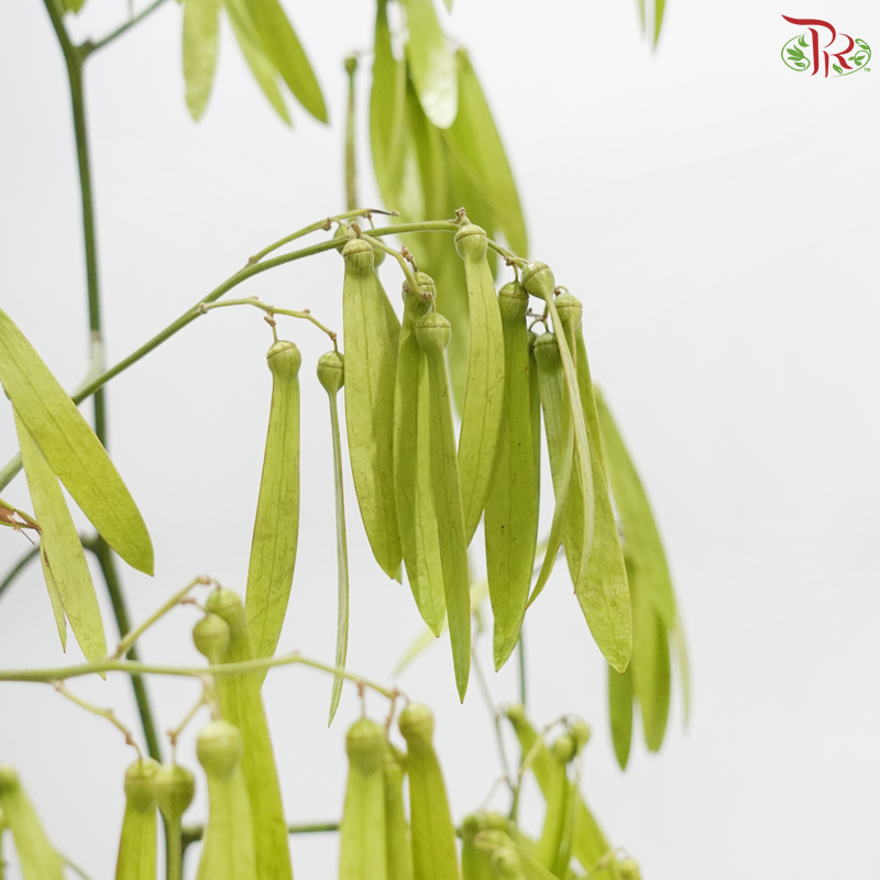 Dragonfly Bean (Per Bunch)