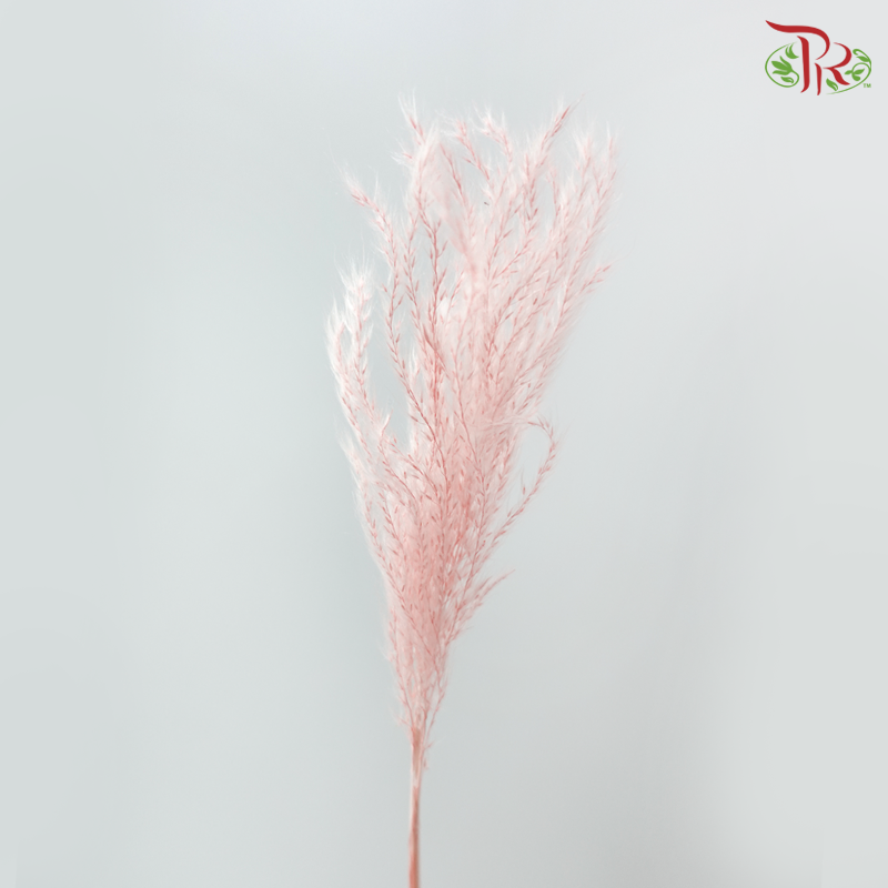 Dry Mini Pampas - Pink ( Per Bunch )