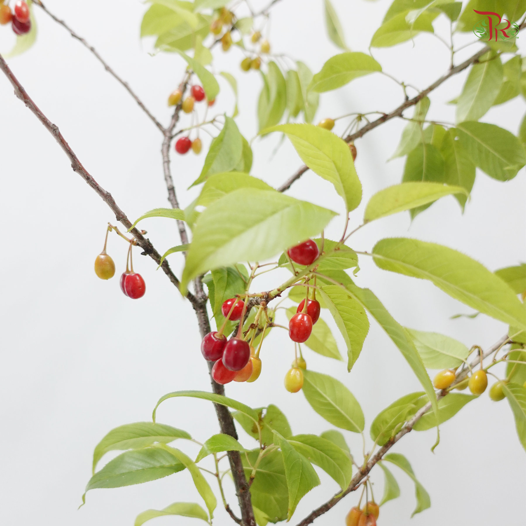 Cherry Fruit (Per Bunch)