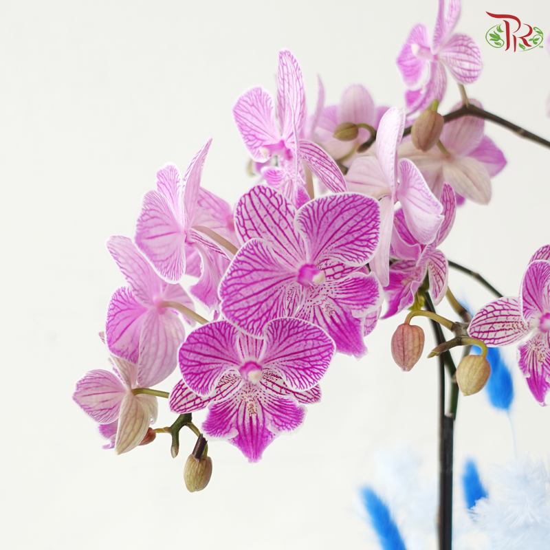 Maison Orchidée Orchids Arrangement (With Pot Color Option)