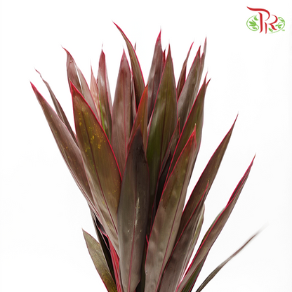 Snow Red - (Cordyline Red) - Pudu Ria Florist