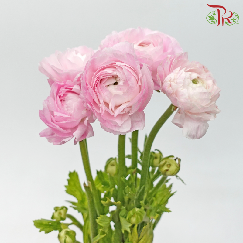 Ranunculus Cloni - Pink (5 Stems) - Pudu Ria Florist