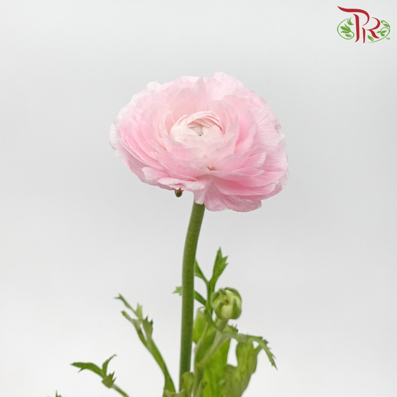 Ranunculus Cloni - Pink (5 Stems) - Pudu Ria Florist