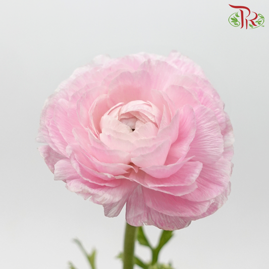 Ranunculus Cloni - Pink (5 Stems) - Pudu Ria Florist
