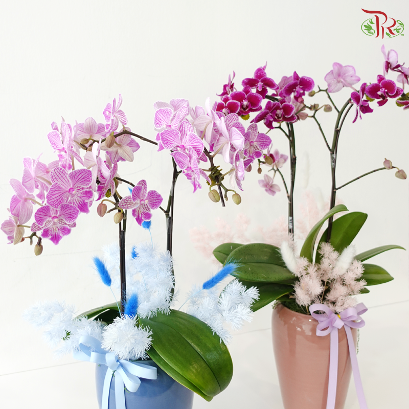 Maison Orchidée Orchids Arrangement (With Pot Color Option)