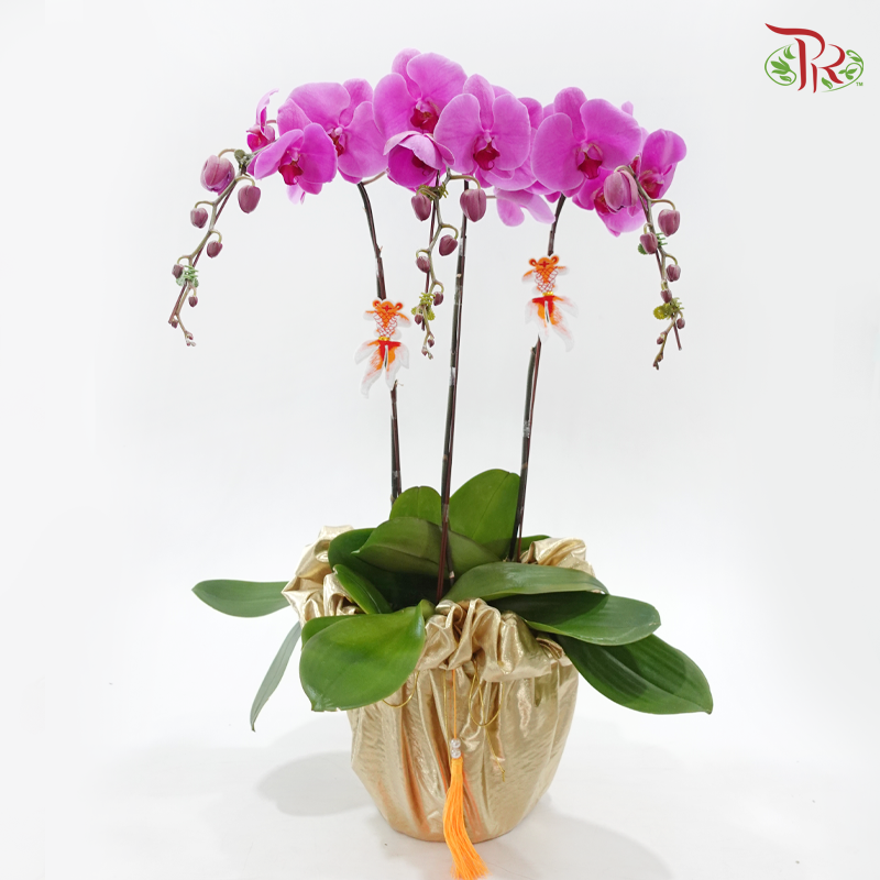 3in1 Orchids Arrangement With Gold Wrapping Cloth (Random Choose Orchid Color, Design & Deco) (With Deco Options)