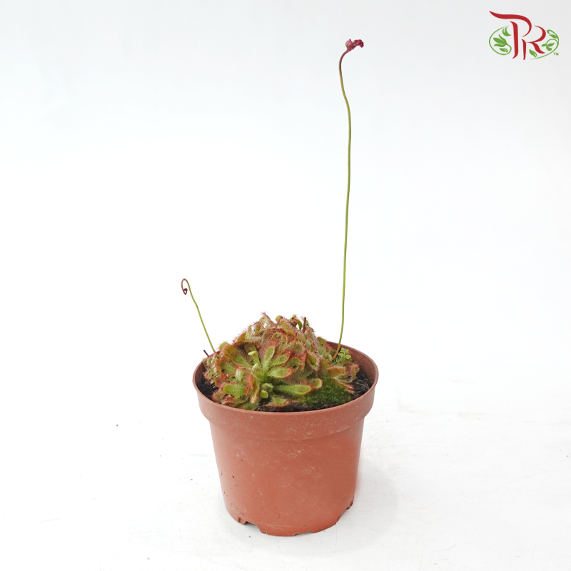 Drosera Aliciae P105《爱丝毛毡苔》Y05 (Random Choose Plant)