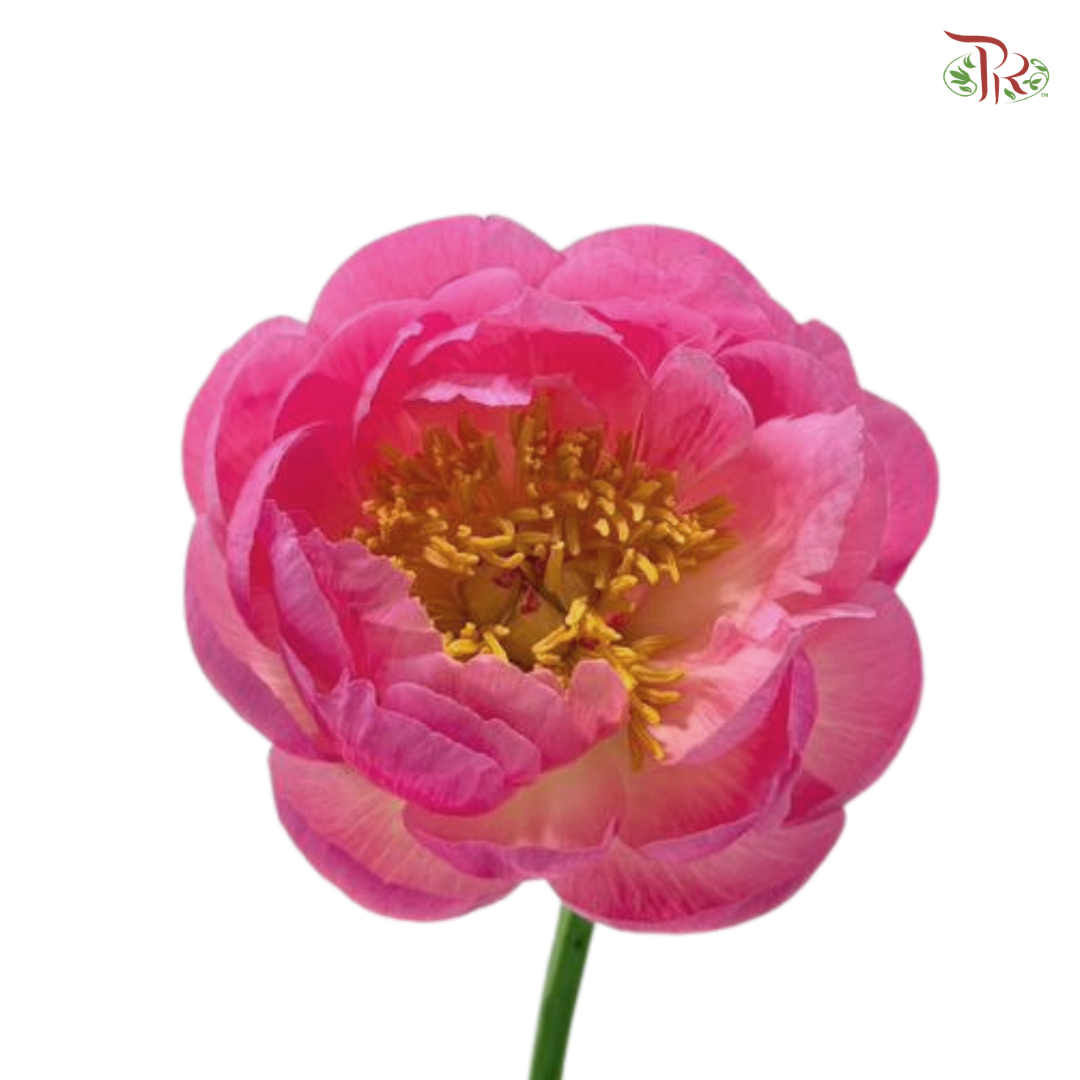 Peony - Coral Sunset / Hawaiian Coral (5 Stems) (Small / Medium Head) **Fragile**