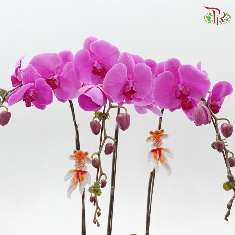 3in1 Orchids Arrangement With Gold Wrapping Cloth (Random Choose Orchid Color, Design & Deco) (With Deco Options)