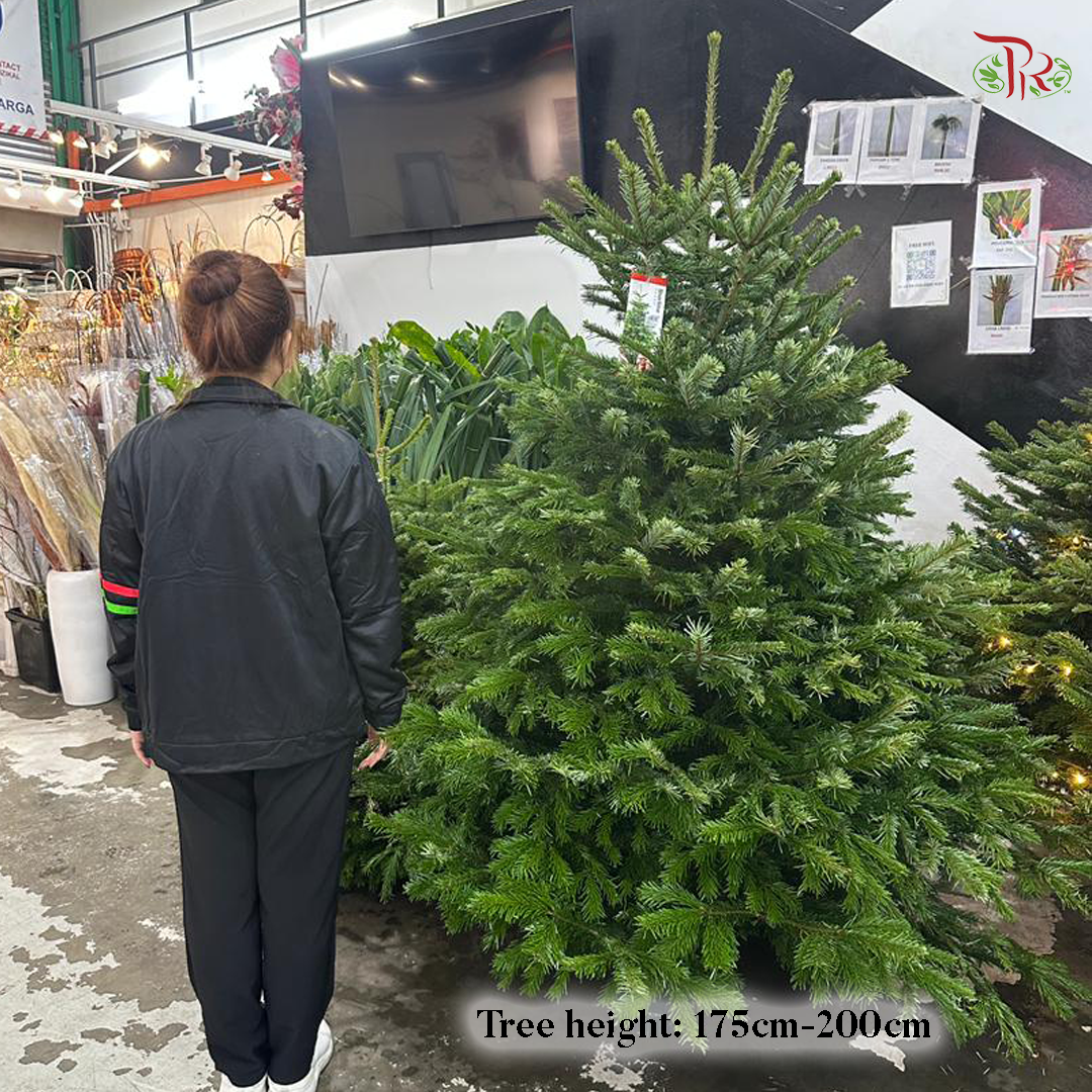 Fresh Christmas Tree (READY STOCK)
