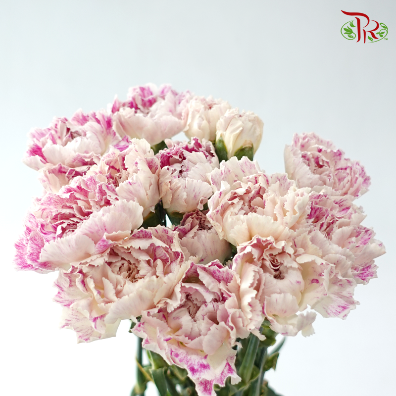Carnation - Cherry / Dresses Fragrance 樱桃优香 (18-20 Stems)