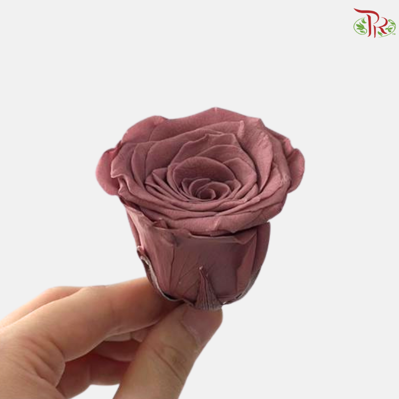 Preserved Roses - Azuki ( 8 Blooms  )