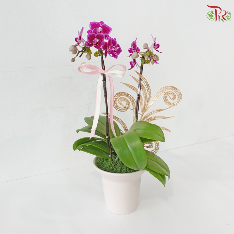 Timeless Orchid Orchids Arrangement