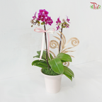 Timeless Orchid Orchids Arrangement