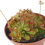 Drosera Aliciae P105《爱丝毛毡苔》Y05 (Random Choose Plant)