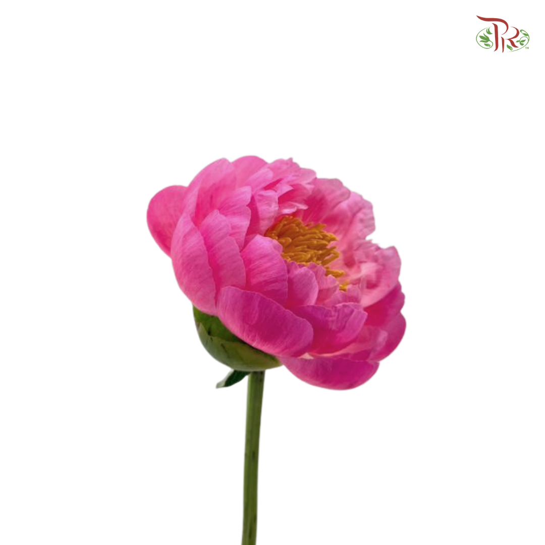 Peony - Coral Sunset / Hawaiian Coral (5 Stems) (Small / Medium Head) **Fragile**