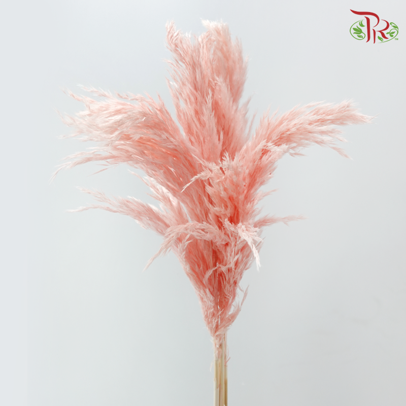 Dried Wild Pampas Grass - Sakura Pink