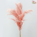 Dried Wild Pampas Grass - Sakura Pink