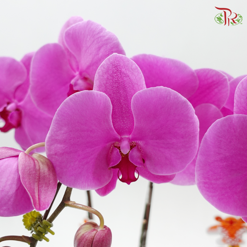 3in1 Orchids Arrangement With Gold Wrapping Cloth (Random Choose Orchid Color, Design & Deco) (With Deco Options)