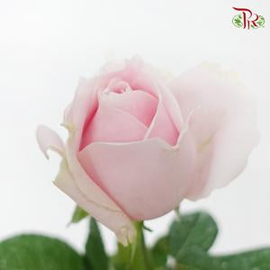 Rose - Pink Avalanche (10 Stems)