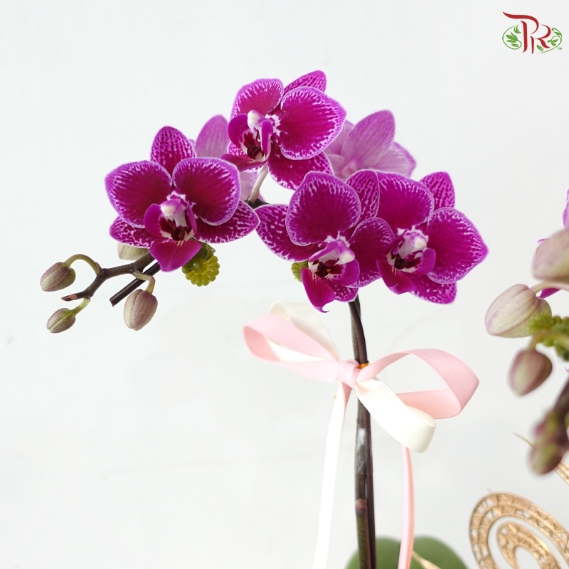 Timeless Orchid Orchids Arrangement