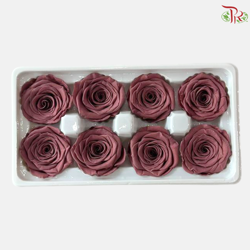Preserved Roses - Azuki ( 8 Blooms  )