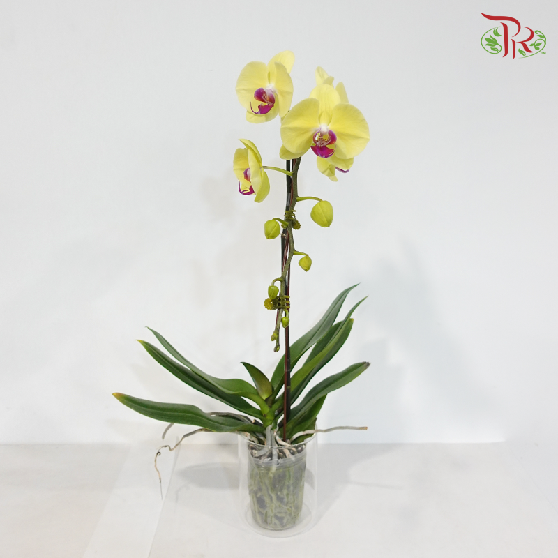 Big Single Stem Phalaenopsis Orchid - Yellow With Red Lips - YR (109-2) (Without Vase)