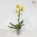 Big Single Stem Phalaenopsis Orchid - Yellow With Red Lips - YR (109-2) (Without Vase)